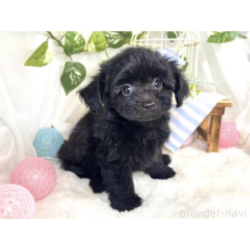 成約済の滋賀県のチワプー:チワワ×トイプードル-408994の3枚目